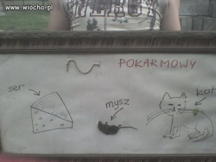 Łańcuch pokarmowy