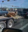 Transport krowy