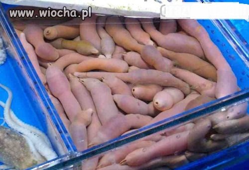 W markecie rybnym-generalnie smacznego
