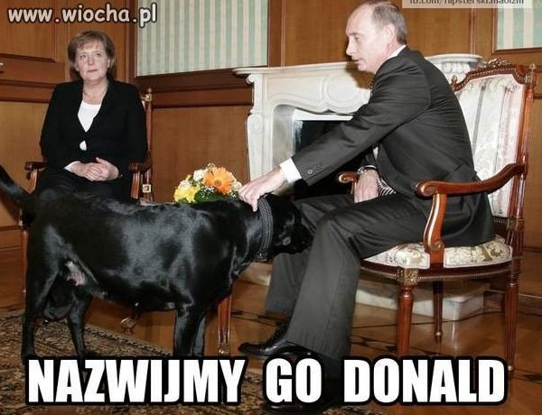 Dobry piesek