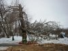 Prokuratorzy przeprowadzili szczegółowe badania brzozy
