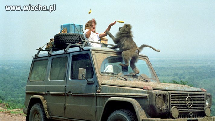Safari...