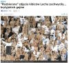 Ha ha ha...to sobie wiochy narobili...