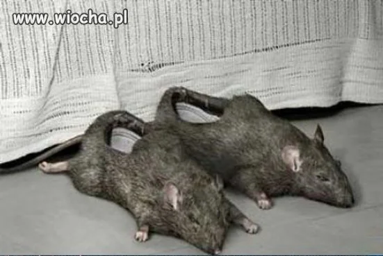 Kapcie