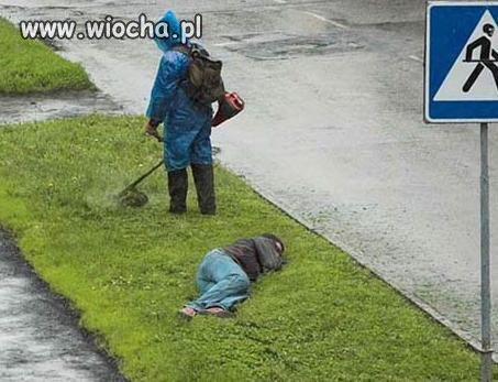 Co w trawie piszczy.