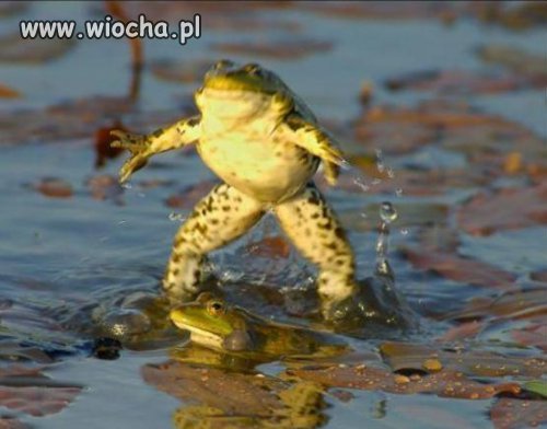 Wara bocian od mojej żony
