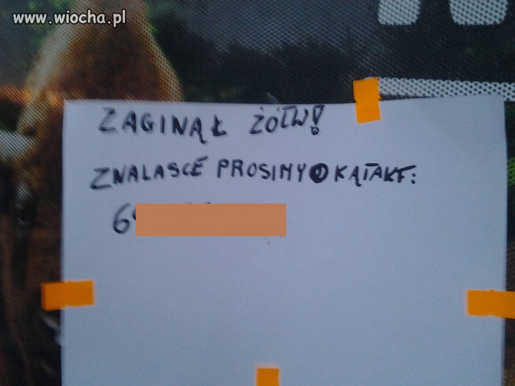 Mistrz ortografii