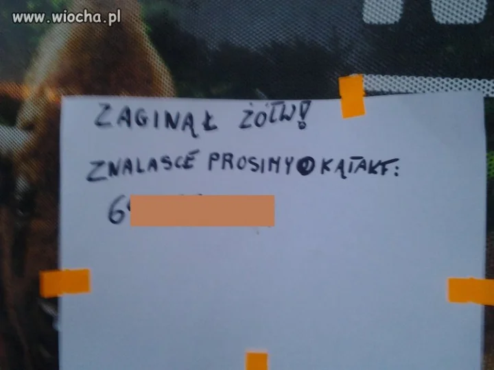 Mistrz ortografii