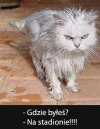 Koteczek