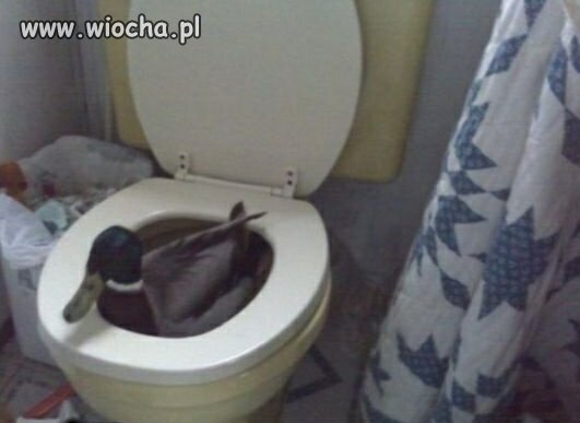Wc kaczka?