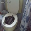 Wc kaczka?