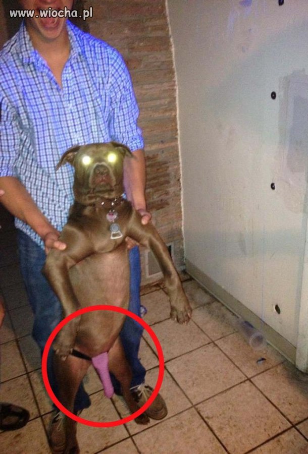 Biedny piesek, że ma tak durnego właściciela.