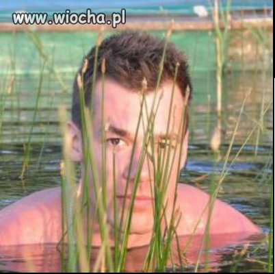 Wodnik szuwarek