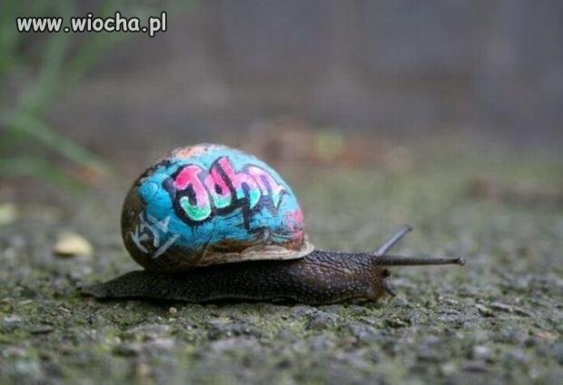 Ślimak John ...