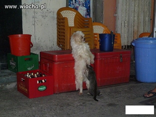 ,,Jak pies z kotem"