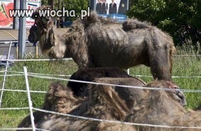 To zwierze przetrwa dziką pustynię...