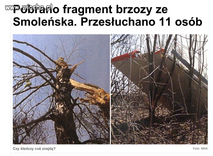 Smoleńska brzoza
