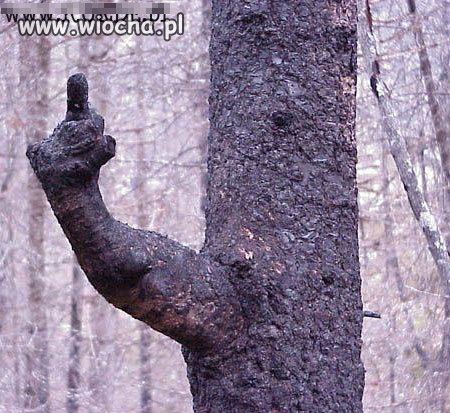 W Walentynki nawet natura...