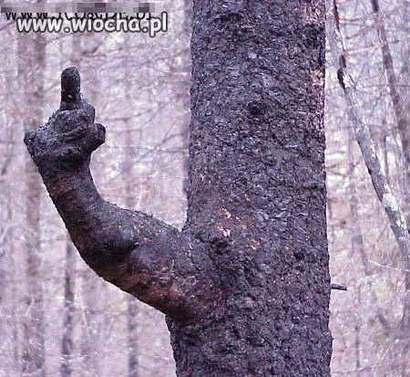 W Walentynki nawet natura...