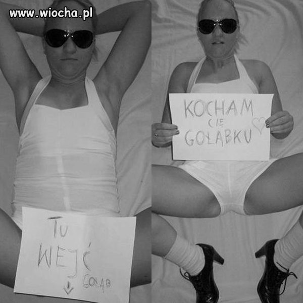 "Tu WEJĆ Gołąb"