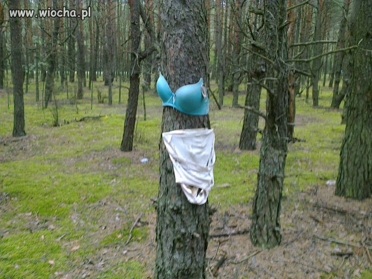 Oto Polskie lasy