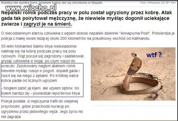 Zaatakowany przez kobrę.
