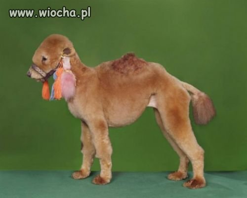 Zrób z psa wielbłąda...trochę egzotyki na wsi