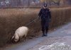 Po słuzbie na trufle