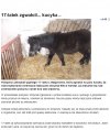 Co za zwyrodnialec