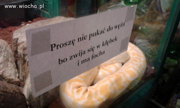 Bo węże...
