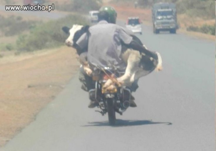 Takie tam z krową na motorze