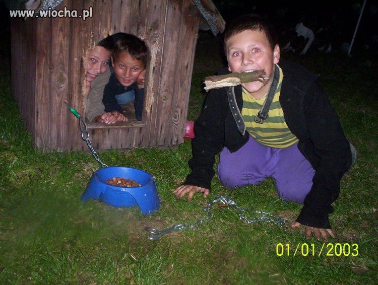 Po co komu pies