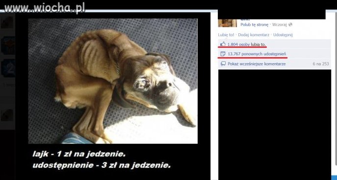 Jak lajkniesz i udostepnisz to 4zl dla psa!