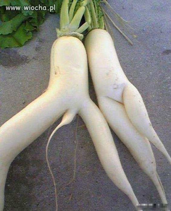 HEHE rzodkiew