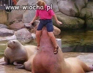Wyczuł rybę...