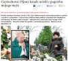 Pijany ksiądz ...