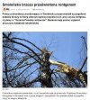 Brzoza już przebadana. Teraz czas na Jarka ...