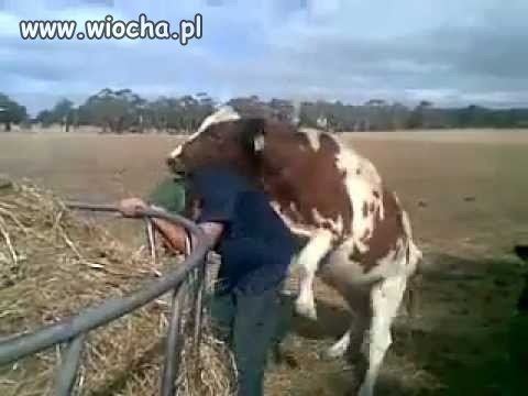 Brutalny gwałt krowy