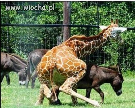Jak to facet...bierze co się da!