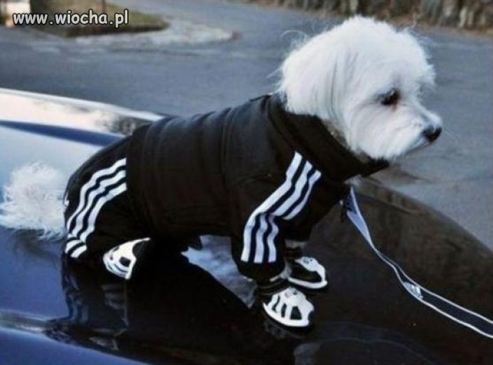 Miłośnik firmy ADIDAS