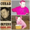 Facet to świnia...