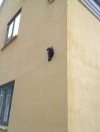 Koci balkon