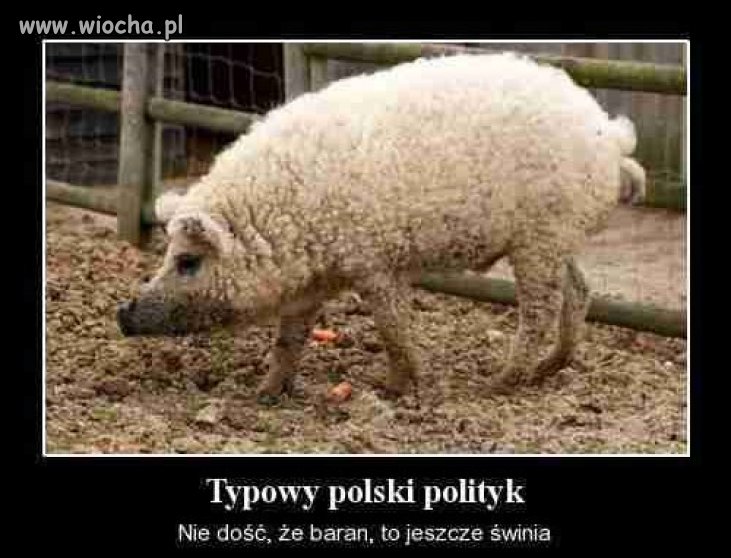 W każdej plotce jest trochę prawdy