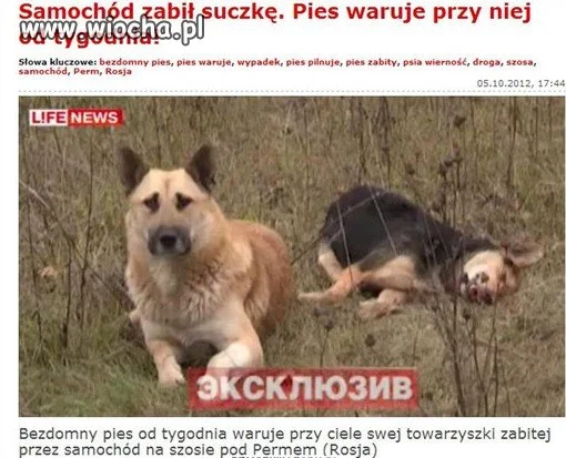 To jest prawdziwa miłość.