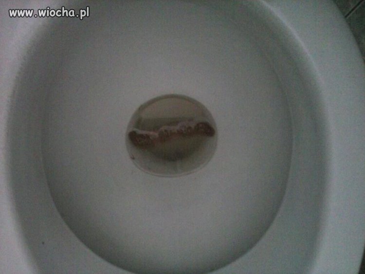 Gośc zrobił zdjęcie swojego kloca.