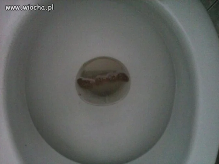 Gośc zrobił zdjęcie swojego kloca.