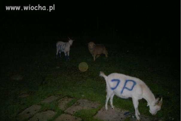 No i czy to jest normalne ?