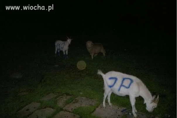 No i czy to jest normalne ?