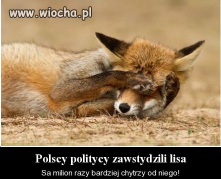 Polscy politycy...
