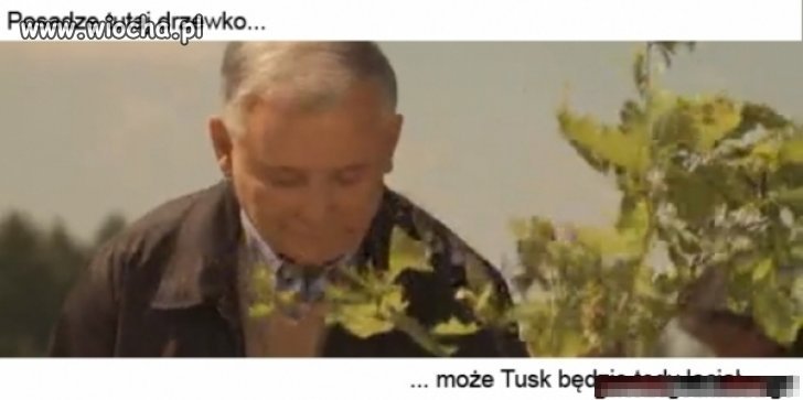 Pancerna brzózka